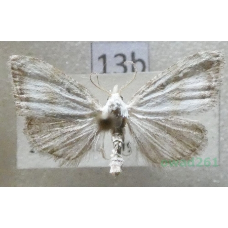 Nola cristatula (Hübner, 1793) Slovakia13b